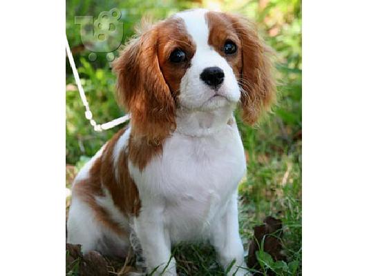 PoulaTo: King Charles καθαρόαιμα επιλογής